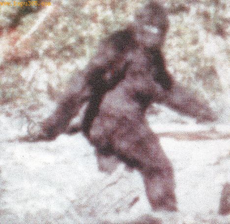 1967年罗杰・帕特森所拍录像的截图，所展现的动物据信就是传说中的大脚怪。