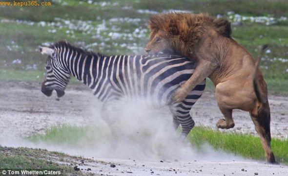 狮子很快追上了斑马，一跃而起跳上马背，狠狠咬了下去。