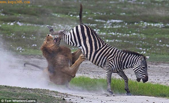 斑马的后腿踢在了狮子的脸和下巴上，让它感觉有点晕，但是它很快清醒过来，开始拼命追赶猎物。