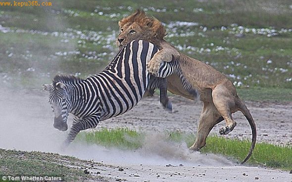 斑马拼命反抗，最后用马蹄击中狮子的面部。