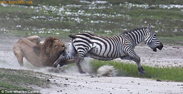 狮子大张着嘴，准备在斑马后腿上狠狠咬一口，但是斑马设法逃脱了。