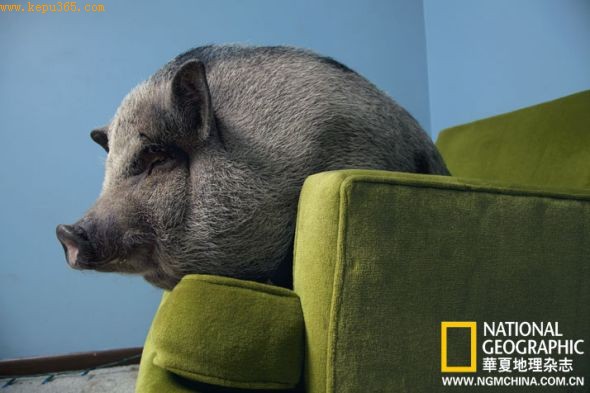 迷你越南大肚猪在沙发上休憩，一副主人派头