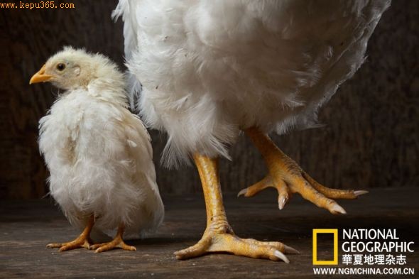 两只同为8个月大的鸡，体重却差异巨大，这是基于体型养殖实验的成果
