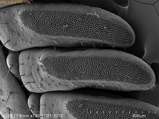 本图显示的是蝎子感官梳膜上的化学感应触角阵列的边缘。
