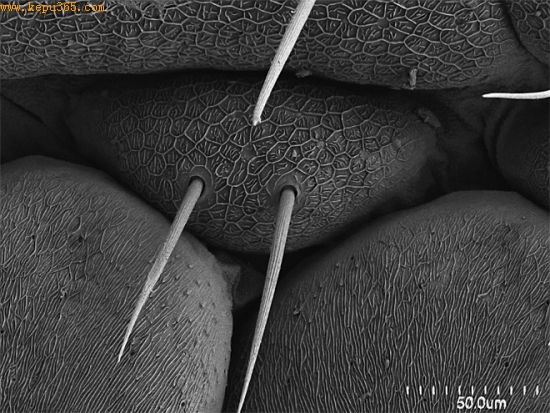 本图显示的是蝎子感官梳膜上的附属物。