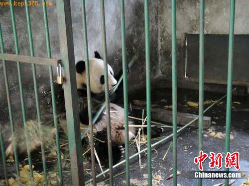 大熊猫“英英”正在圈舍里食竹 。中新网发 杨杰 摄
