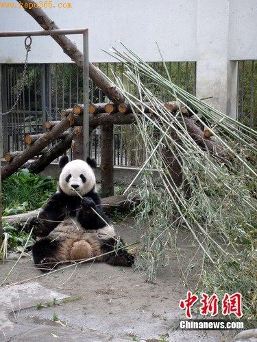 大熊猫“海子”正在阳光下吃早餐。 中新网发 杨杰 摄