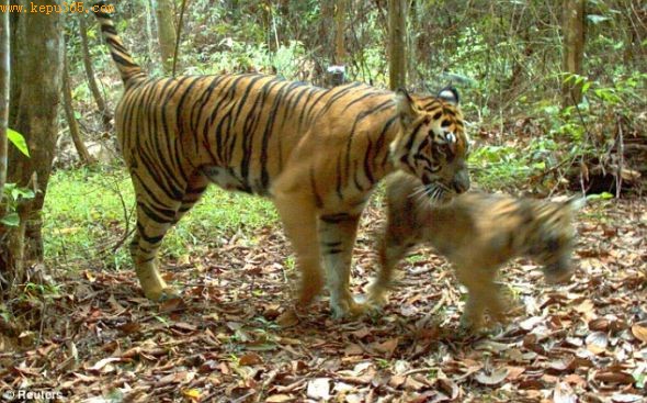 两只老虎：这是一只苏门答腊虎和她的幼崽在一起
