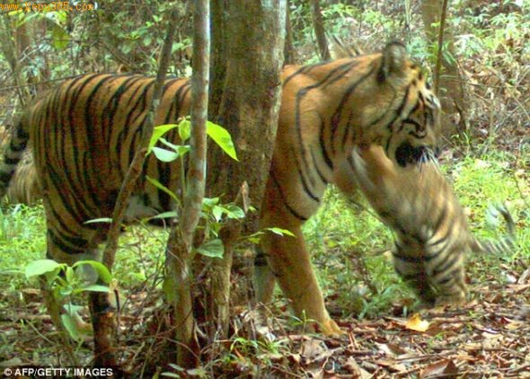 动物保护人士表示，在这样短的时间内拍摄到多达12只苏门答腊虎，实在让人非常震惊。世界野生动物基金会和其他动物保护组织现在正全力阻止对这片森林的破坏和砍伐