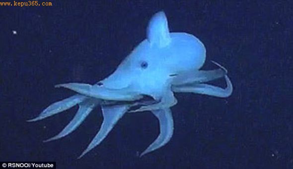 它看起来可能很像电脑游戏里的坏家伙，但是这种长相怪异的动物其实是一种世界上最罕见的深海章鱼。