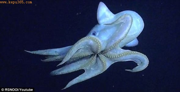 小飞象章鱼通过摆动触手、用墨斗状物喷水和挥动像耳朵的鳍，在水里移动。