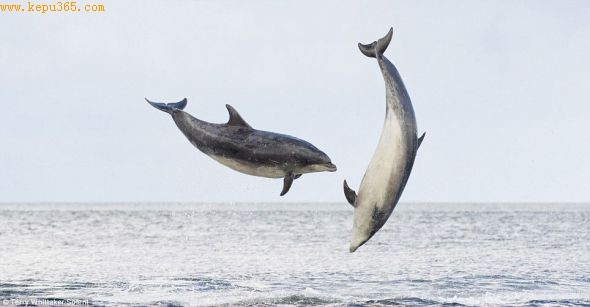 苏格兰水域，两只宽吻海豚跃出水面