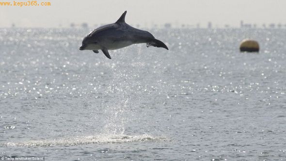 海阔凭鱼跃：肯特郡海域，一只海豚高高跃起
