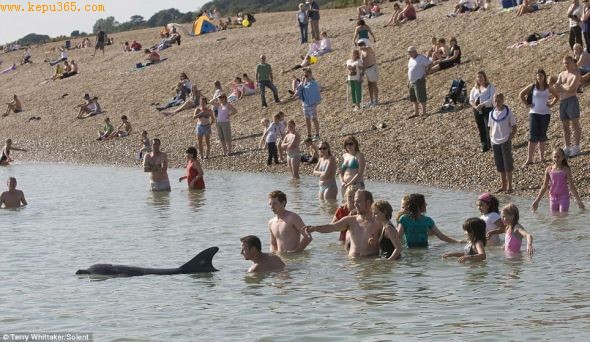 度假的人们争相跳入海中，希望能和海豚一起互动