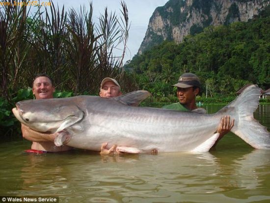 ：这不是传说：肯特先生(左)和他的朋友西恩・吉尔汉姆(Sean Gillham)，以及一位泰国钓鱼向导一起举起了这条体长达7英尺(2.1米)，重量超过200斤的湄公河鲶鱼