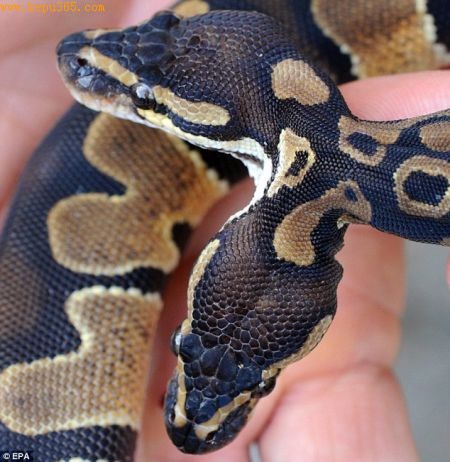 这条1岁大的蛇体长已达20英寸(50.8厘米)，它的这种罕见情况显然是由基因突变引起的
