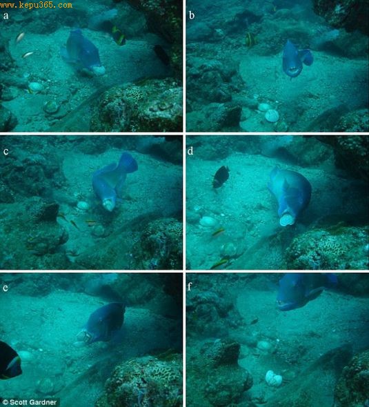 斯科特・加德纳当时正在澳大利亚大堡礁潜水，然后他听到了海床上敲打的声音。于是他游过去想看个究竟，然后就目睹了这不可思议的一幕