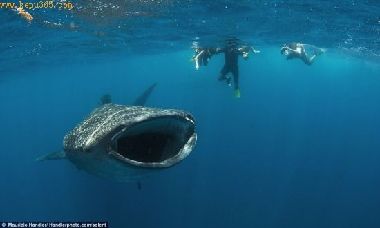 鲸鲨的大嘴宽度达到1.5米，长着350排牙齿