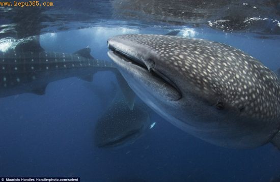600多头身长达到40英尺的鲸鱼聚集在一起，“组团”享用金枪鱼卵和浮游生物