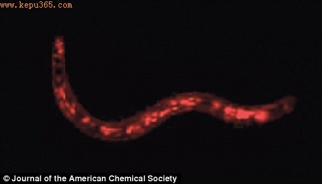 科学家为了让试验结果更加明显，向线虫的DNA中引入了一种荧光染料，即人造蛋白质