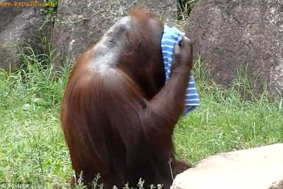 东京动物园的黑猩猩用湿毛巾擦脸