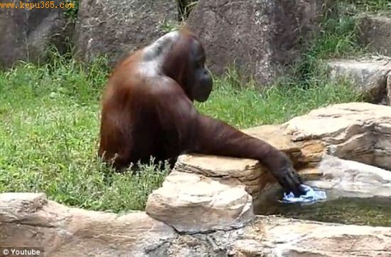 这只猩猩用毛巾蘸水