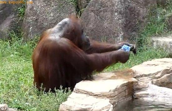 这只黑猩猩像人类一样，用手拧了一下毛巾
