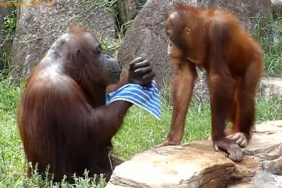 一只年龄更小的黑猩猩决定加入进来