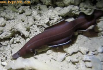 新种太平洋鳗鱼，堪称活化石