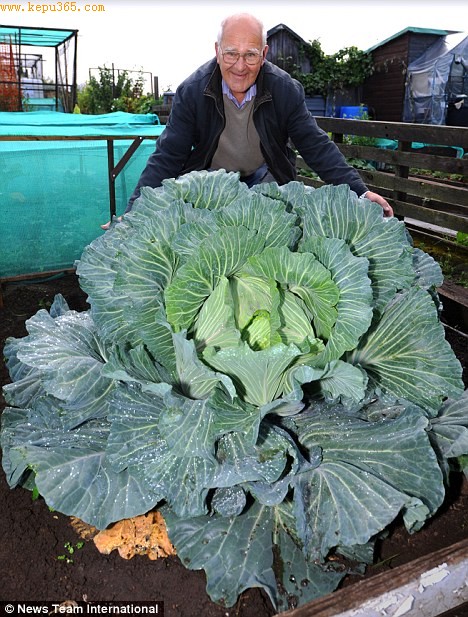 英国西米德兰兹郡74岁老人在自家菜园里展出了一个重约25斤的巨型卷心菜。