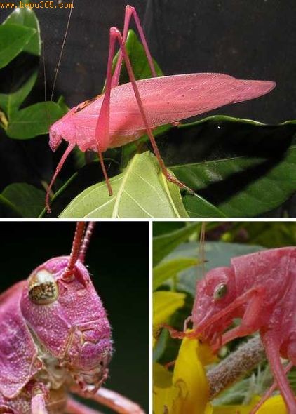 其他昆虫的粉色不是有意为之，而是缺陷所致，例如粉色蚱蜢