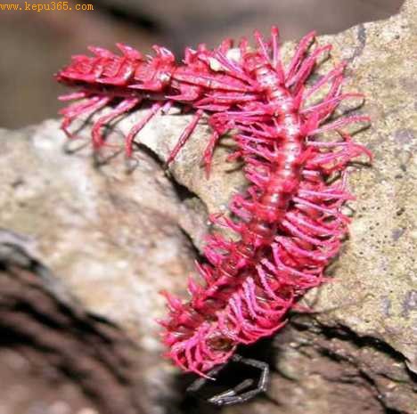 最近发现的粉色千足虫（Dragon Millipede）的一个腺体能够分泌氰化物