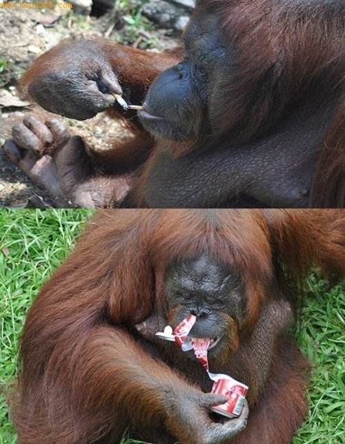 马来西亚动物园红毛猩猩抽烟上瘾(图)