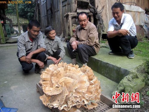 四川北川森林中发现44斤重巨型天然蘑菇(图)
