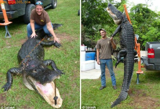提姆的母亲雷切尔也不会错过与这条鳄鱼合影的机会，他们把鳄鱼悬挂起来，向人们展示它的真实长度和体重
