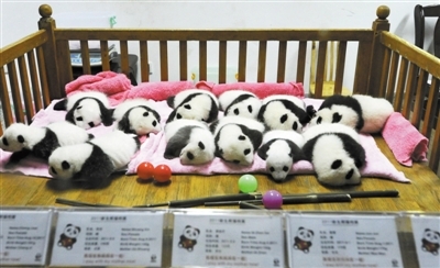 12大熊猫宝宝成都集体亮相