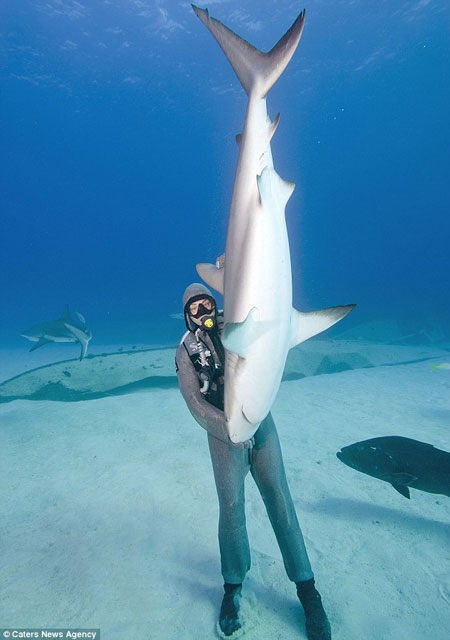 这只3米长的加勒比礁鲨就像瘫痪了一样，乖乖的头朝下倒立在克里斯蒂娜手心里。
