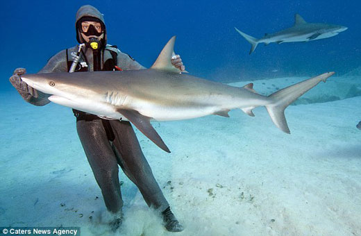 潜水员让鲨鱼处于“瘫痪状态”