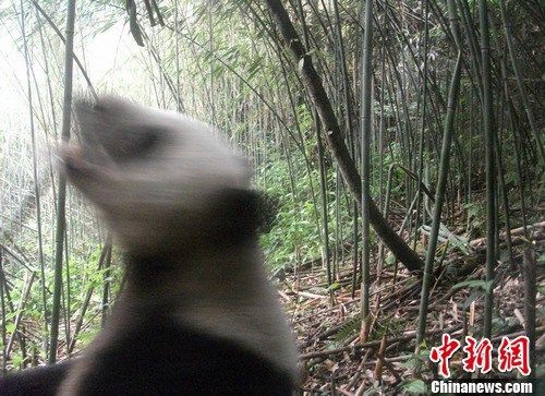 红外相机拍到的野生大熊猫。荥经林业局提供 