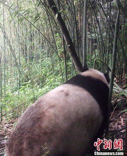 大熊猫慢慢地从相机面前走过消失在竹林中。荥经林业局提供 