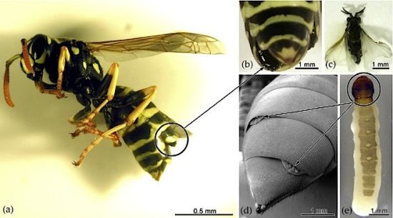 寄生虫（Xenos vesparum）幼虫跳到欧洲造纸胡蜂身上，藏于工蜂腹部，在那里它可以以宿主的血液为食