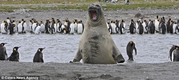 福克兰群岛的南乔治亚岛，象海豹突然窜出来，抢走了王企鹅的风头