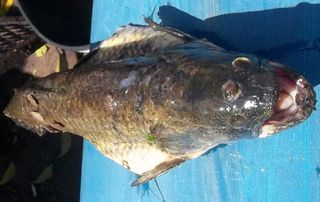 最近阿根廷的垂钓者在一个水库里钓到一条三眼鱼