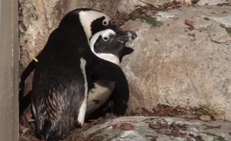 “巴迪”与“佩德罗”同为雄性企鹅，却十分要好，甚至做出异性“配偶行为”