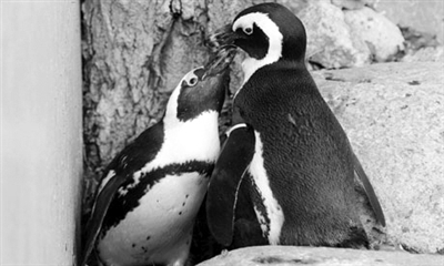 企鹅布迪(左)和佩德罗(右)在一起。