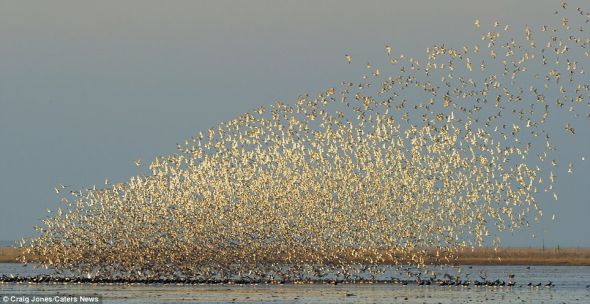 诺福克沃什湾，成千上万的涉禽在空中飞翔，如此景象不免让人联想到非洲大草原。每年冬季，涉禽都会飞到英国沿海地区过冬
