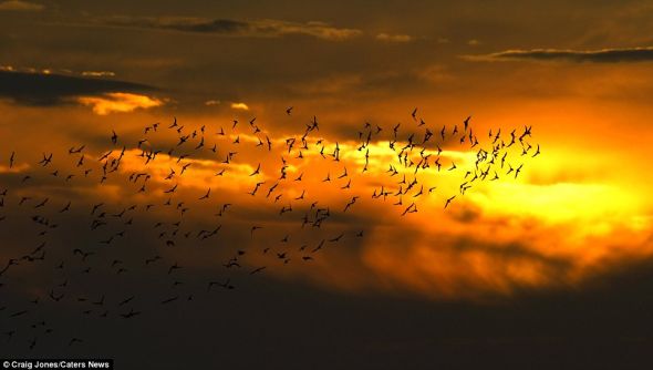 诺福克海岸，鸟群在落日余晖的映衬下显现出清晰的轮廓