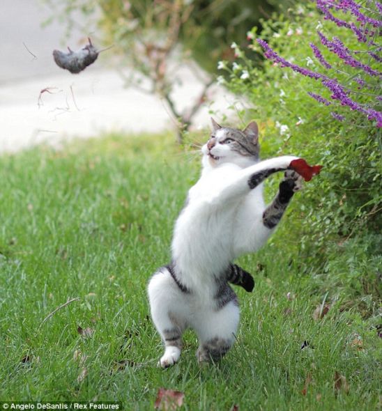 内华达州的格拉斯谷，安吉洛-德桑蒂斯的宠物猫‘德克斯特’将老鼠抛向半空