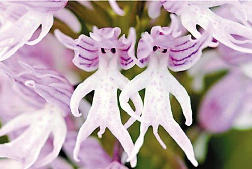 希腊神秘人形花朵：令人惊艳的“睾丸兰”
