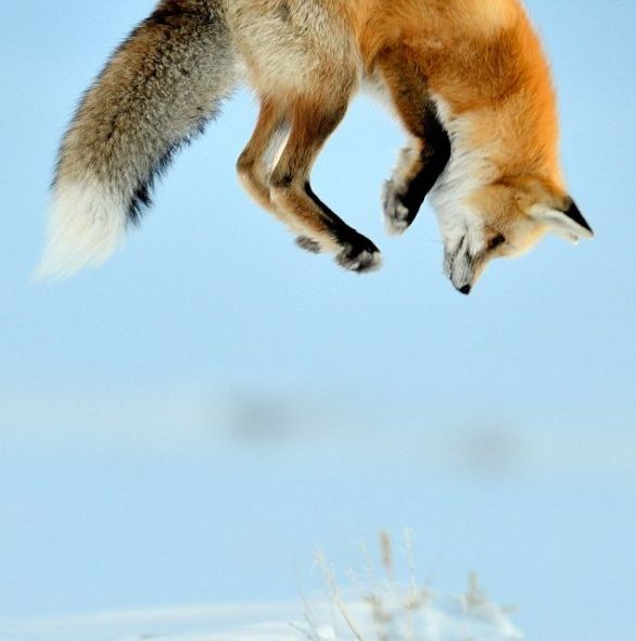这幅照片由野生动物摄影师理查德-彼得斯在黄石国家公园的拉马尔谷拍摄，展示了一只高高跃起的赤狐